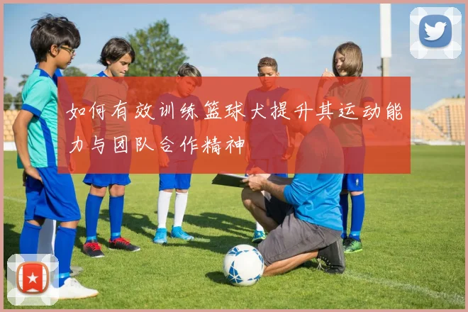 如何有效训练篮球犬提升其运动能力与团队合作精神